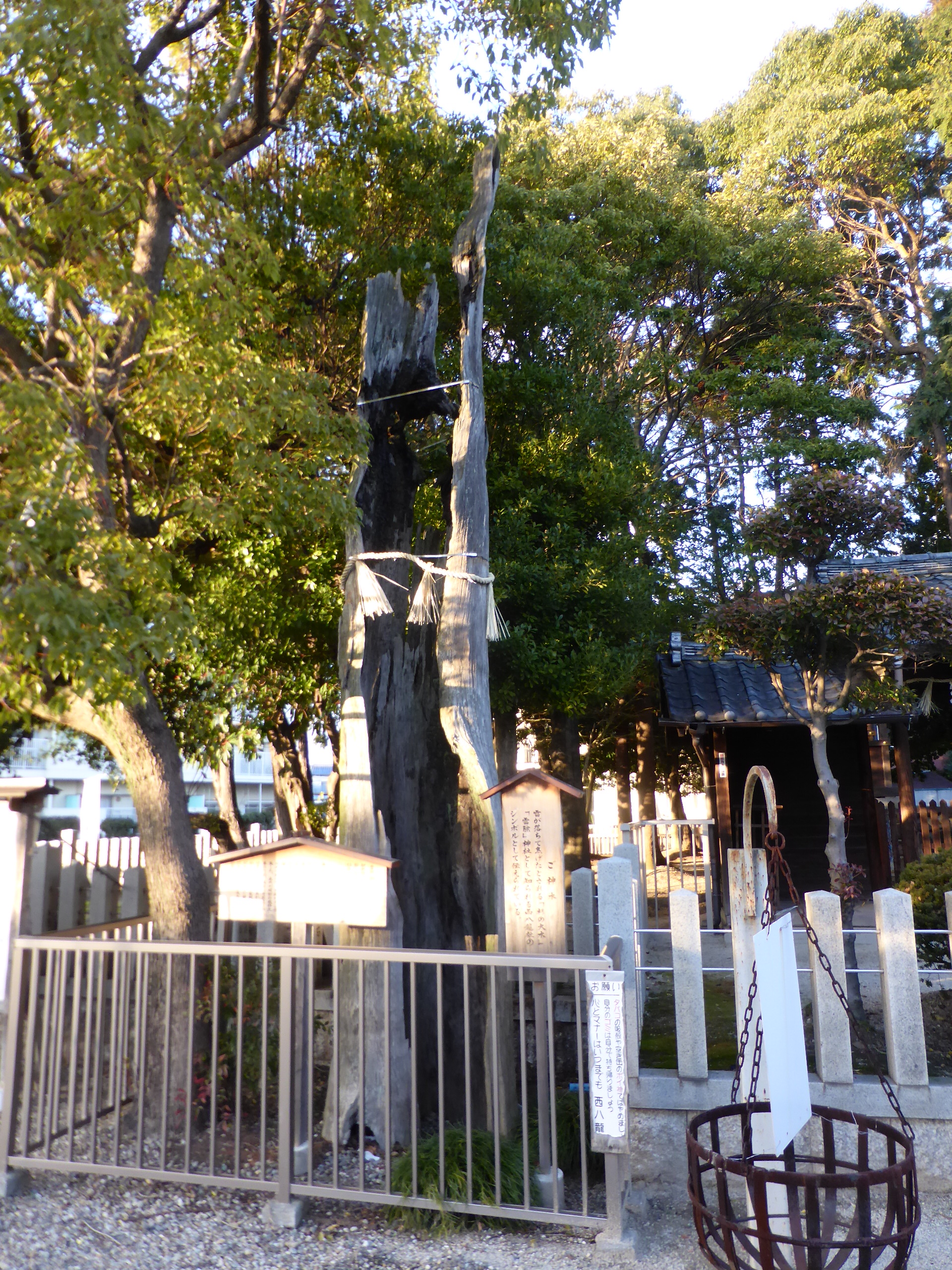 The Sacred Tree of Nishi Hachiryusha Shrine_